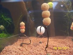 rig& baits